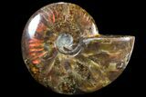 Iridescent Red Flash Ammonite - Madagascar #81374-1